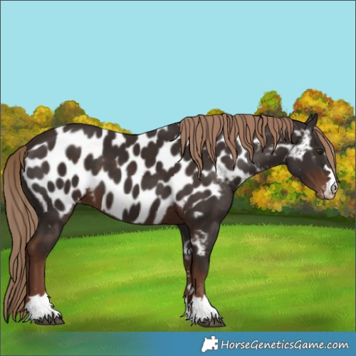 Horse Color:Liver Chestnut Near Leopard 