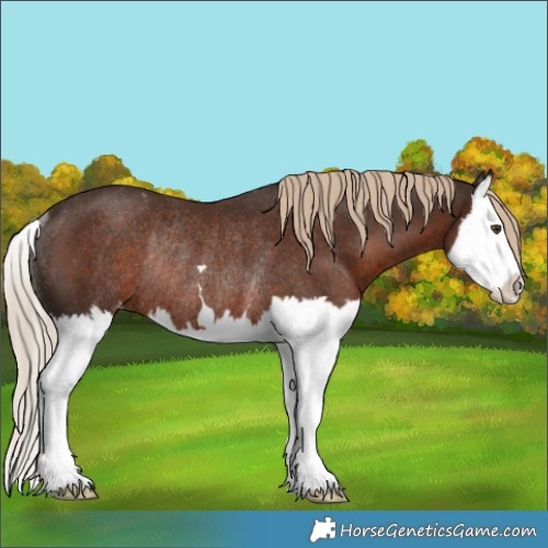 Horse Color:Liver Chestnut Splash Varnish Rabicano 