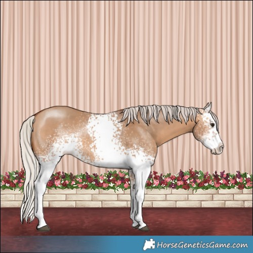 Horse Color:White Spotted Silver Bay Dun Sabino Splash Rabicano 