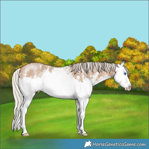 Horse Color:White Spotted Silver Bay Dun Sabino Splash Rabicano