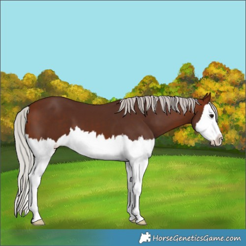 Horse Color:White Spotted Silver Brown Splash 