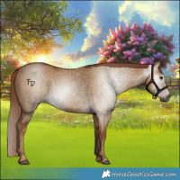 Horse Color:Gray Red Dun 