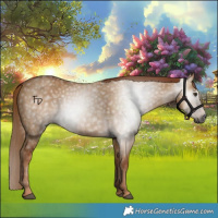 Horse Color:Gray Red Dun 