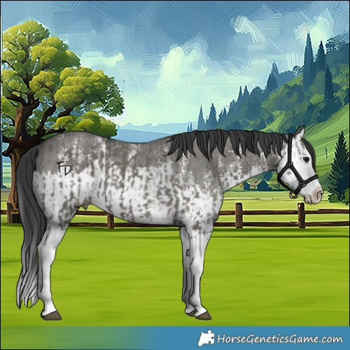 Horse Color:Grullo Sabino Splash and Grullo Sabino Splash Rabicano