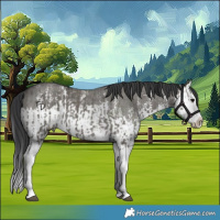 Horse Color:Grullo Sabino Splash  and Grullo Sabino Splash Rabicano 