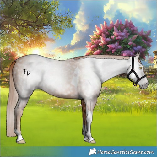Horse Color:Gray Gold Champagne Tobiano 