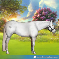 Horse Color:Gray Gold Champagne Tobiano