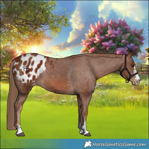 Horse Color:Chestnut Appaloosa