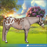 Horse Color:Chestnut Appaloosa 