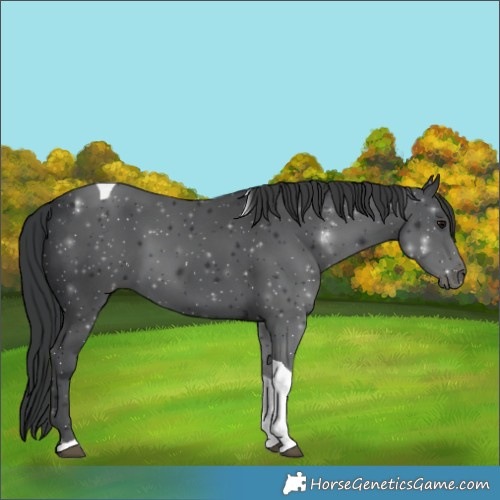 Horse Color:Black Tobiano 
