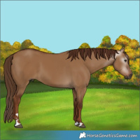 Horse Color:Gray Red Dun