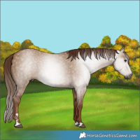 Horse Color:Gray Red Dun 