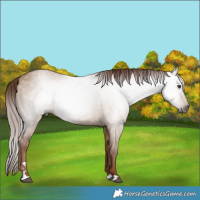 Horse Color:Gray Red Dun 