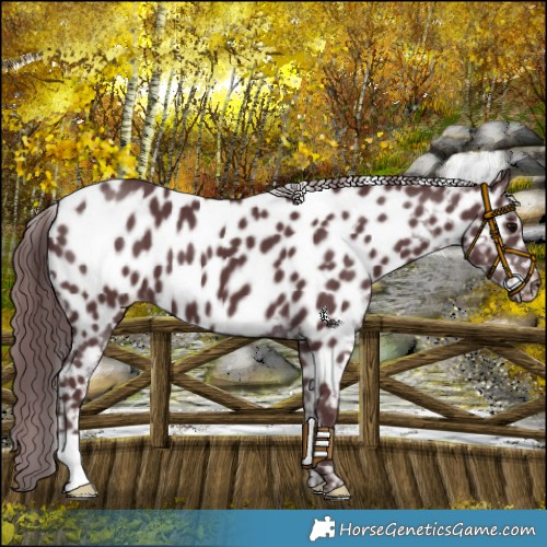 Horse Color:Chocolate Black Near Leopard 