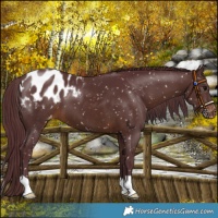 Horse Color:Chocolate Brown Blanket