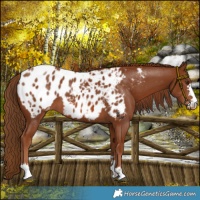 Horse Color:Chestnut Blanket 
