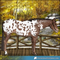 Horse Color:Liver Chestnut Blanket 