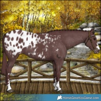 Horse Color:Chocolate Black Appaloosa