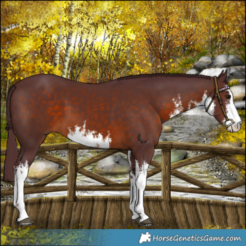 Horse Color:White Spotted Chocolate Brown 