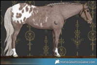 Horse Color:Chocolate Silver Black Blanket 