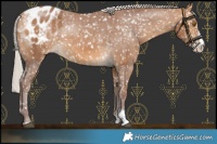 Horse Color:Chocolate Silver Buckskin Sabino Snowflake Varnish 