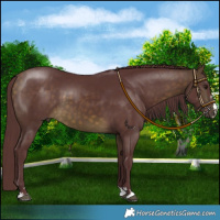 Horse Color:Chocolate Buckskin 
