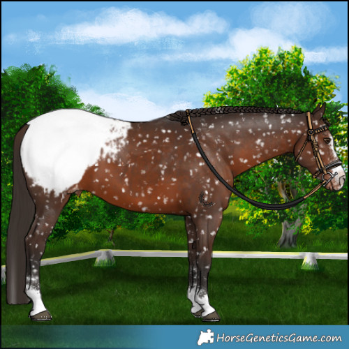 Horse Color:Liver Chestnut Appaloosa