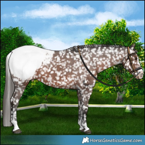 Horse Color:Liver Chestnut Snowcap 
