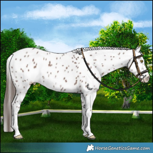Horse Color:Liver Chestnut Sabino Near Leopard 