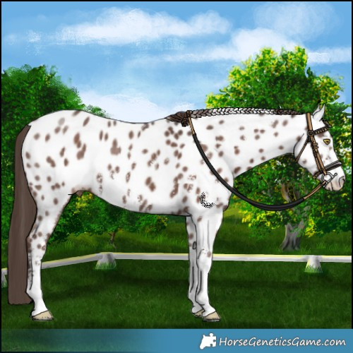 Horse Color:Liver Chestnut Sabino Appaloosa