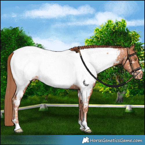 Horse Color:Gold Champagne Appaloosa