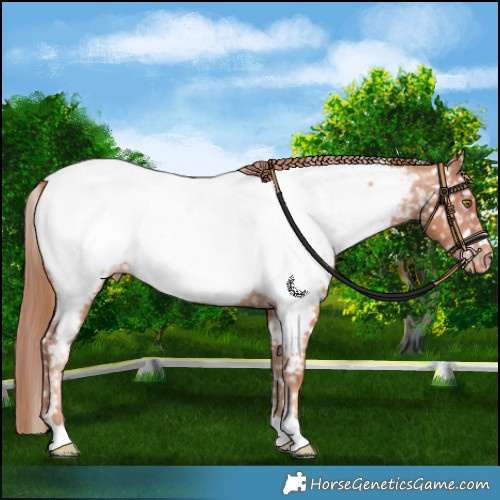 Horse Color:Gold Champagne Appaloosa 