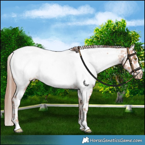 Horse Color:Gold Champagne Near Fewspot 