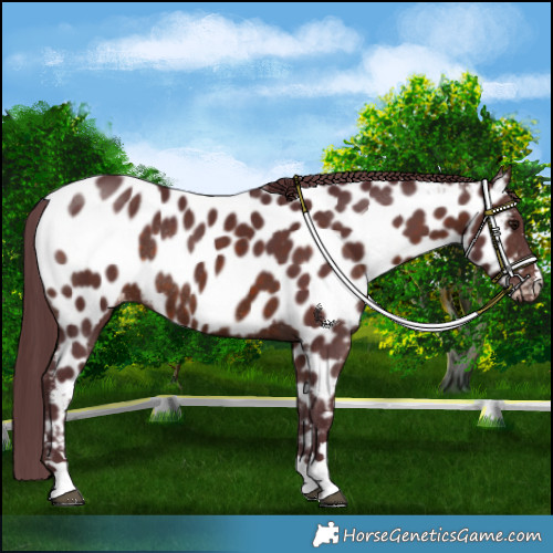 Horse Color:Chocolate Brown Appaloosa Rabicano