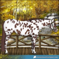 Horse Color:Chocolate Brown Near Leopard Rabicano 