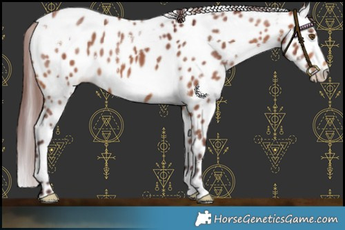 Horse Color:White Spotted Chocolate Bay Appaloosa