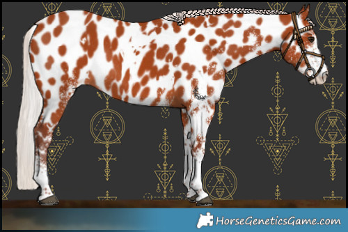 Horse Color:White Spotted Chocolate Silver Brown Near Leopard Rabicano 