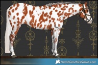 Horse Color:White Spotted Chocolate Silver Brown Near Leopard Rabicano 