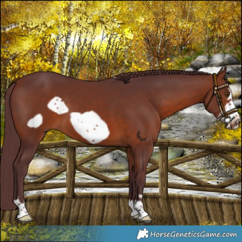 Horse Color:Chocolate Bay Frame 