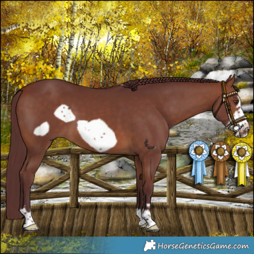 Horse Color:Chocolate Bay Frame 
