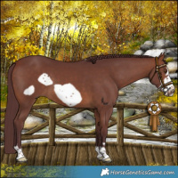 Horse Color:Chocolate Bay Frame 