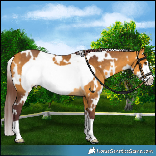 Horse Color:White Spotted Chocolate Buckskin Frame