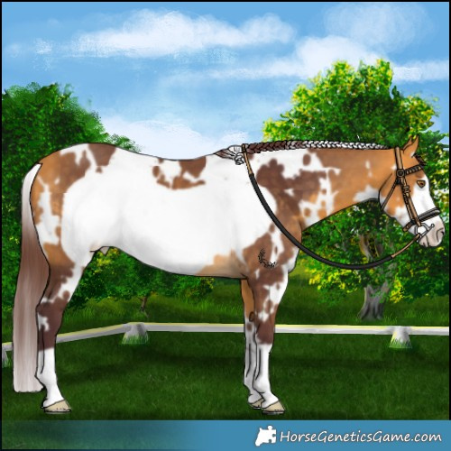 Horse Color:White Spotted Chocolate Buckskin Frame 