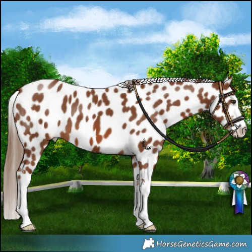 Horse Color:White Spotted Chestnut Appaloosa 