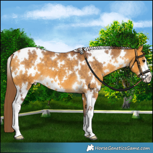 Horse Color:White Spotted Chocolate Buckskin Appaloosa 