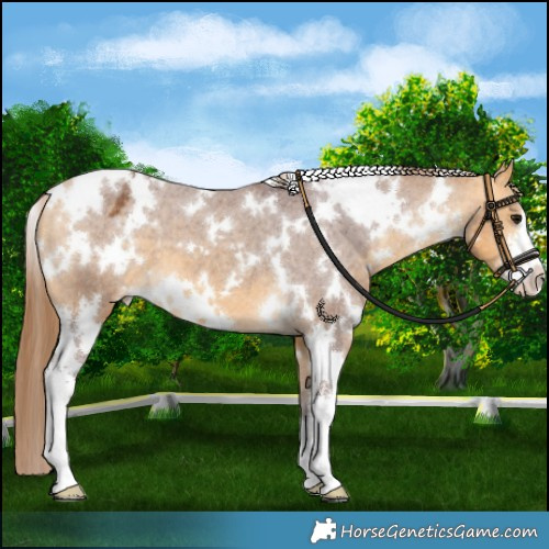 Horse Color:White Spotted Chocolate Buckskin Varnish 