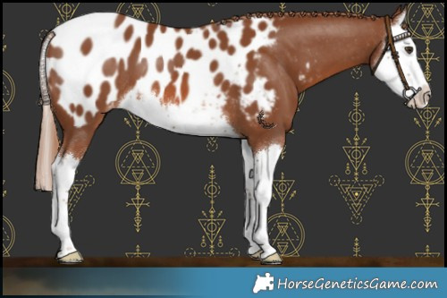 Horse Color:White Spotted Chestnut Splash Appaloosa 
