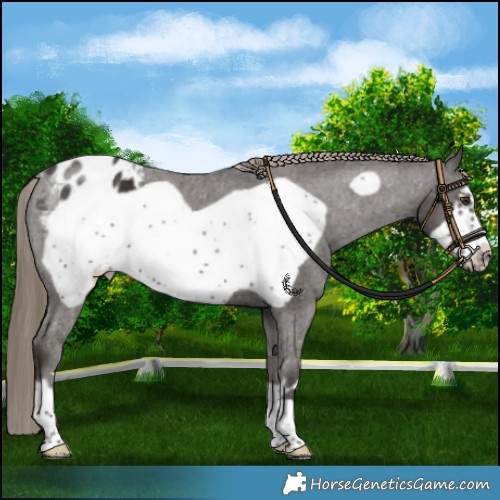 Horse Color:Liver Chestnut Frame Appaloosa 