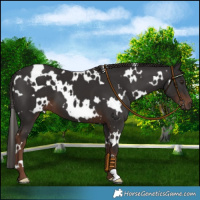 Horse Color:White Spotted Liver Chestnut 