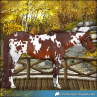 Horse Color:White Spotted Chocolate Brown 